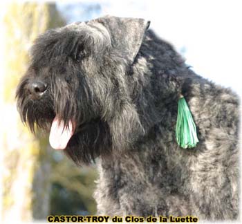 bouvier des flandres du clos de la luette - copyright déposé